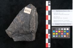 Foto (Objekt + Etikett) von Taeniopteris pseudovittata Ettingshausen (NHMW-GEO-2024-0188-10285)